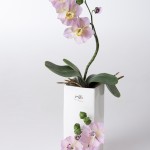 Orchidee Nr. 07